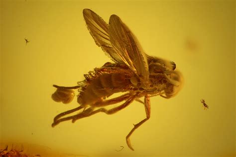 Fossil Beetle (Coleoptera) & Two Flies (Diptera) In Baltic Amber (#128318) For Sale - FossilEra.com