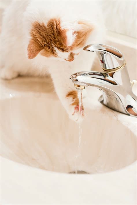 Bregman Veterinary Group: Why Does Your Cat Love Running Water?