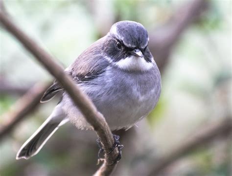 A Passerine Bird in Close-up Photography · Free Stock Photo