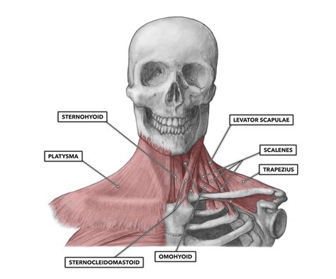 Muscles Of The Neck Shoulders Chest And Thorax Docsli - vrogue.co