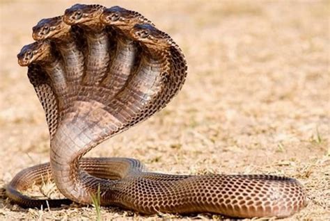 Amazing 5 & 10 Head Snake Found in India