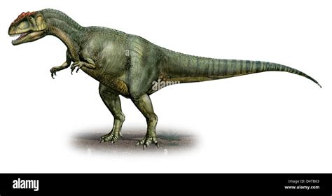 Allosaurus fragilis, a prehistoric era dinosaur from the Late Jurassic period Stock Photo - Alamy