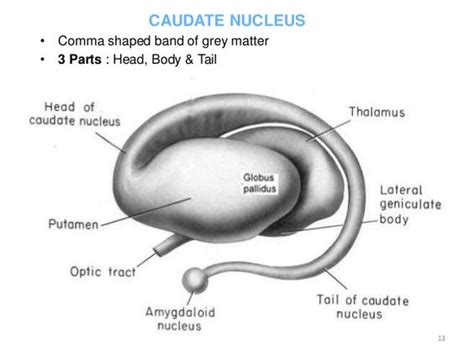 Caudate nucleus, Neuroscience and Anatomy on Pinterest