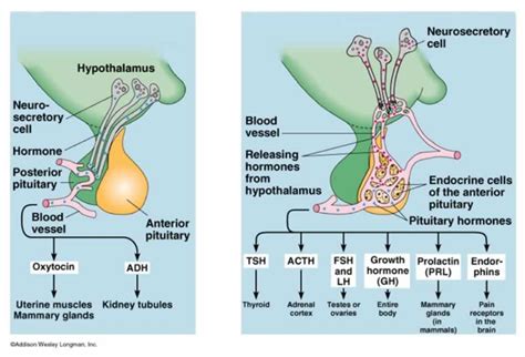 CC | Pituitary gland hormones made simple