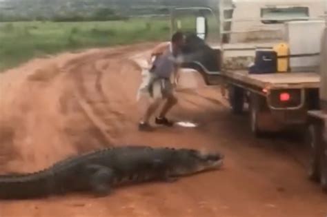 Crazy moment worker almost eaten by crocodile in Australia