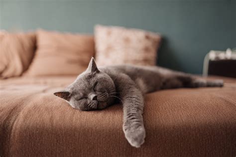 Why Do Cats Sleep So Much—and How Much Do They Actually Sleep?