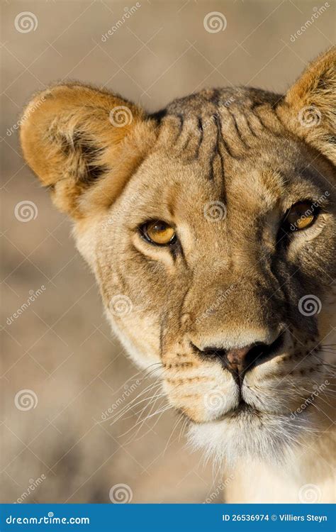 Lioness close up stock photo. Image of daytime, outdoors - 26536974