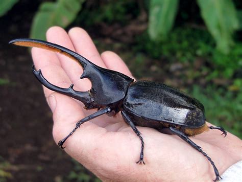 Hercules Beetle | Animal Wildlife