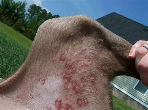 Flea Bite On Dog