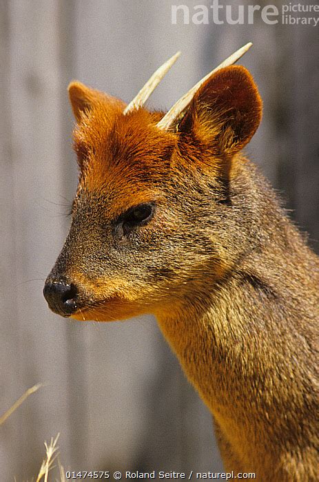 Stock photo of Southern pudu (Pudu puda) male with antlers, captive ...