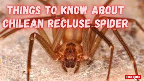 VENOUS SPIDER - WHAT TO KNOW ABOUT CHILEAN RECLUSE SPIDERS - Discovery Channel - YouTube