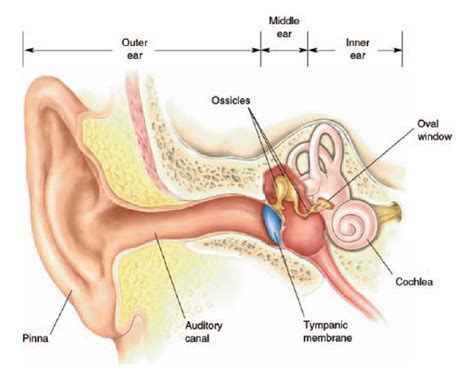 What are the three bones in the middle ear? - The Handy Anatomy Answer Book