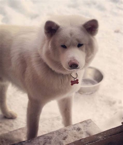 140 Best Akita Inu Dog Names | Dog names, Best dog names, Akita dog