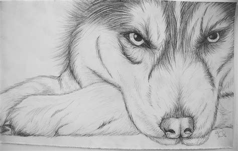 Husky sketch | Animal drawings, Husky drawing, Pencil drawings of animals