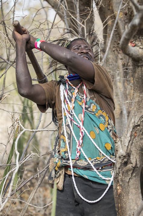 Hadzabe Hunter in a African Bush Looking for Honey in Trees Editorial Image - Image of national ...