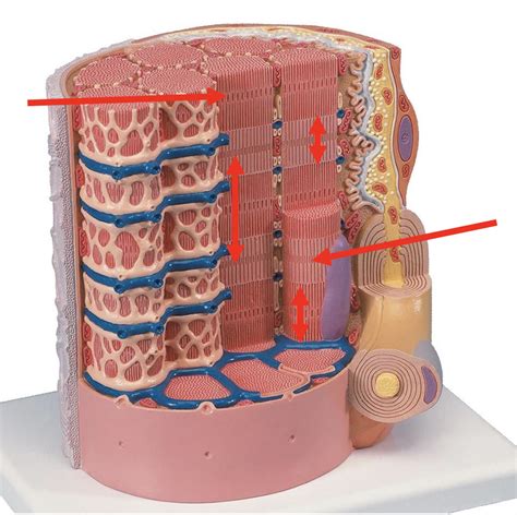 sarcomere model Diagram | Quizlet