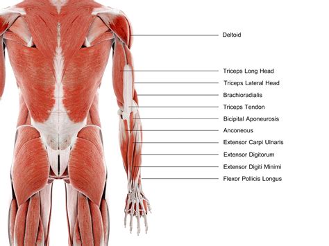 Tricep Muscle Anatomy