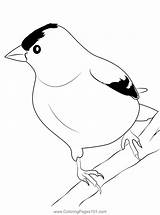 Eastern Goldfinch Coloring Page Sketch sketch template
