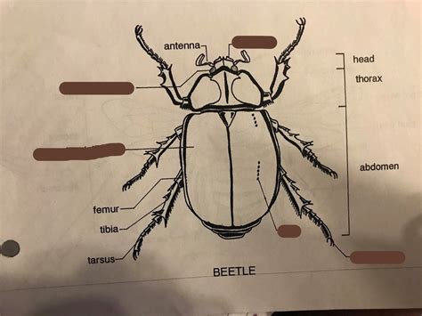 Beetle Anatomy Diagram | Quizlet