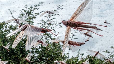 As Locusts Swarmed East Africa, This Tech Helped Squash Them - The New York Times