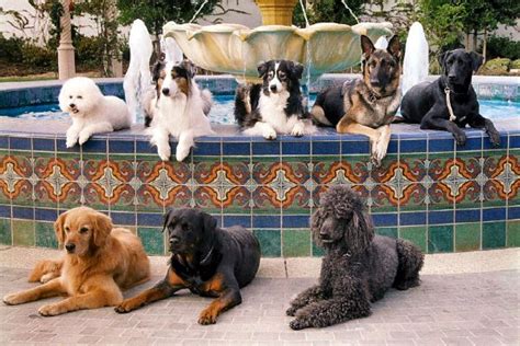 Service dog breeds. | Service dogs breeds, Service dogs, Psychiatric service dog