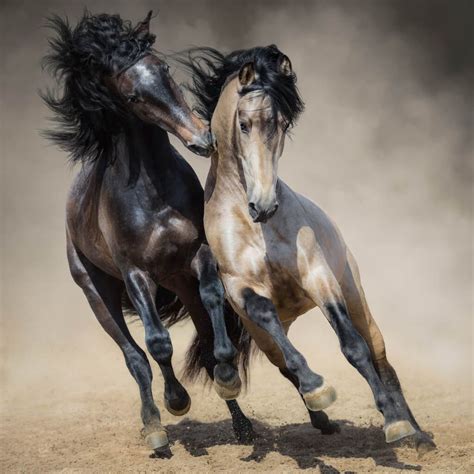 25 Horse Photography Tips: Take Great Equine Photography | Horses, Wild horses photography ...