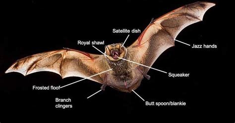 Proper bat anatomy : r/batty