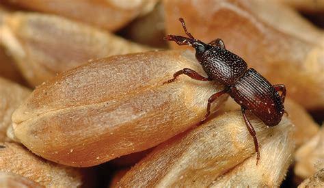 How to Identify Weevils