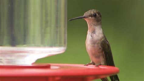 The Sounds of Hummingbirds - YouTube