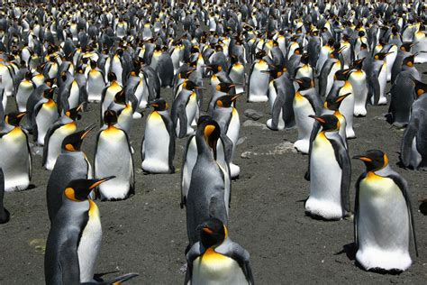 As climate change worsens, king penguins will need to move — or they’ll die - The Verge