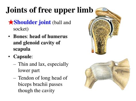 PPT - Section 3 Joints of upper limb PowerPoint Presentation, free ...