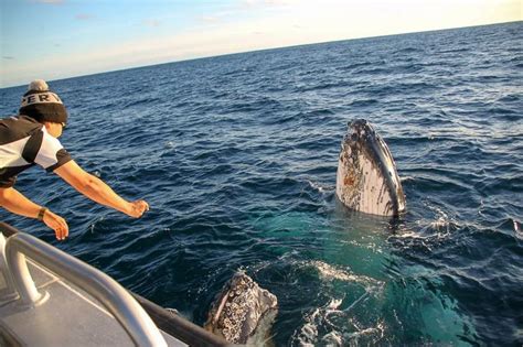 Whale Watching in Augusta | Whale Watch Augusta Naturaliste Charters