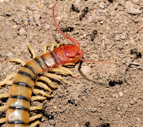 Scolopendra Images | Free Photos, PNG Stickers, Wallpapers & Backgrounds - rawpixel