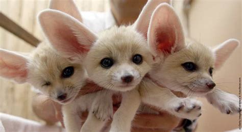 Baby Fennec Fox » GagDaily News