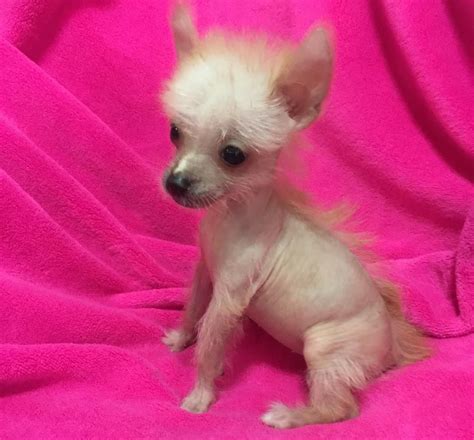 Chinese Crested Hairless Puppies For Sale