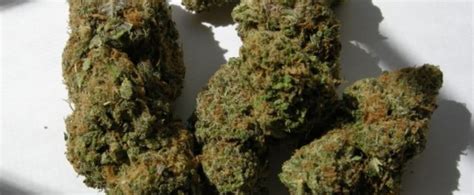 Purple Jolly Rancher Strain Review - I Love Growing Marijuana