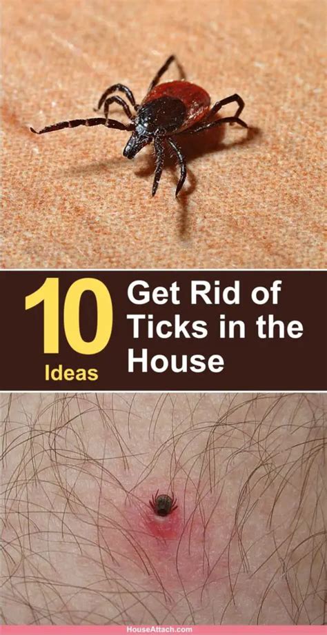 How to Get Rid of Ticks from Home and Garden