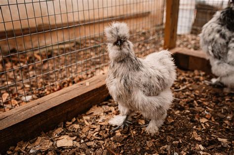 Silkie Chickens: Gentle and Unique Poultry Companions | Run Chicken