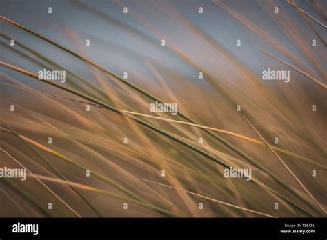 Wheat fields on farmland in Dublin, Ireland on a spring day Stock Photo ...