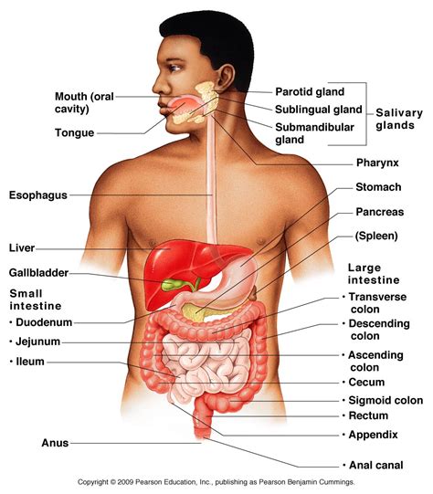 Human Digestive System - Health Images Reference