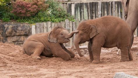 Elephants at Chester Zoo