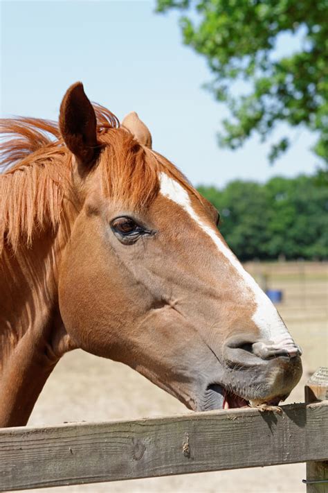 Colic in Horses, How To Manage A Colic Horse with Dengie Feed