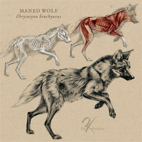 Maned Wolf Anatomy by https://oxpecker.deviantart.com on @DeviantArt ...