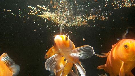 That’s What Happens When You Overfeed Fish – Animal Encyclopedia