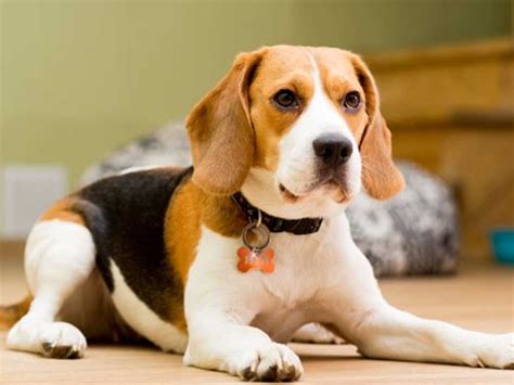 Beagle Puppies for Sale in Delhi | The Barking Babies