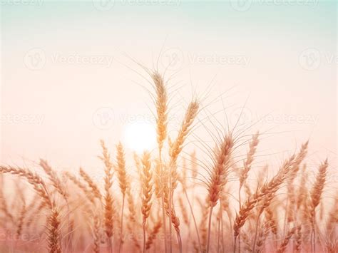 Golden wheat field with sunset natural background. 7195298 Stock Photo ...