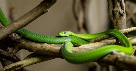 Exotic animals for exotic lovers: Eastern green mamba (Dendroaspis angusticeps)