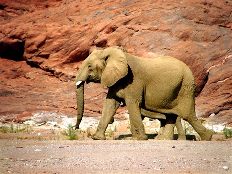 Elephants In Rocky Canyon Free Stock Photo - Public Domain Pictures