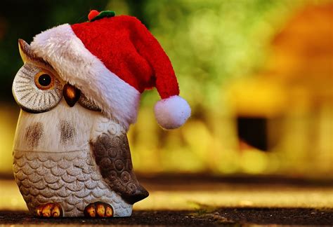 Christmas Owl Images