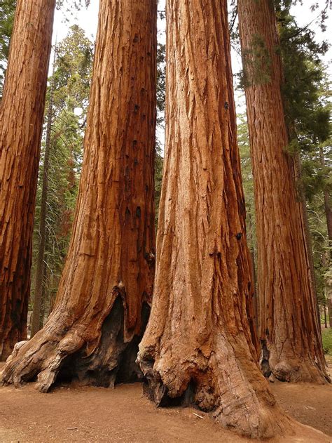 HD wallpaper: Redwood, Sequoia, Tall, Tree Bark, tall tree, rough, tree ...